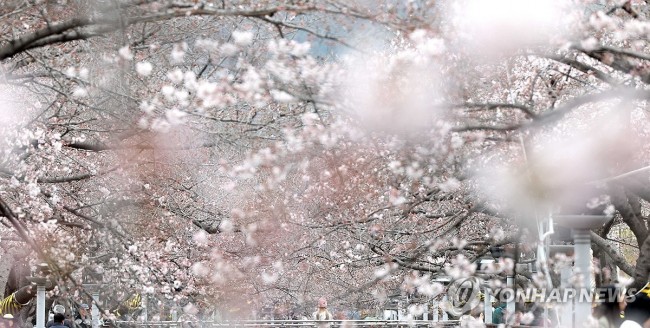 봄 도착…연분홍으로 물드는 진해 벚꽃