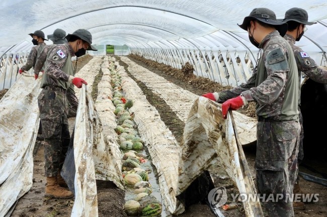 수박 재배 비닐하우스 정리하는 32사단 장병들