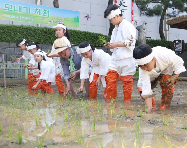 강호동 농협중앙회장, 어린이들과 전통 모내기 체험