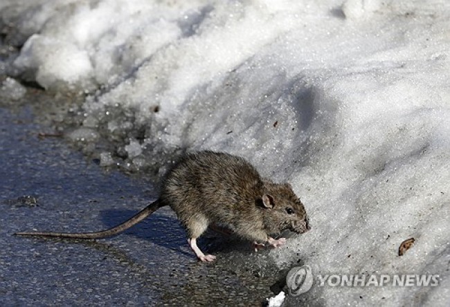 뉴욕 센트럴파크에 사는 쥐