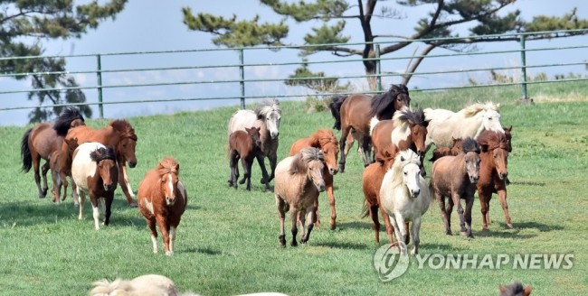 달려라 제주마
