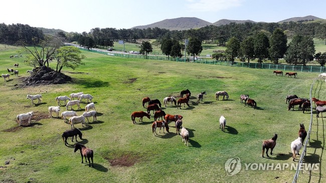 한라산 중턱의 제주마들
