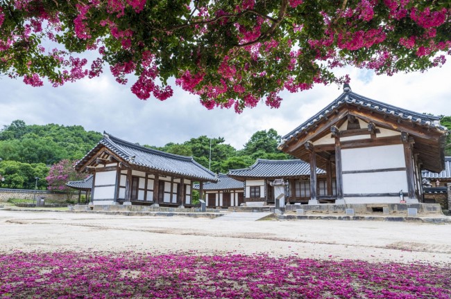 논산 돈암서원 배롱나무꽃